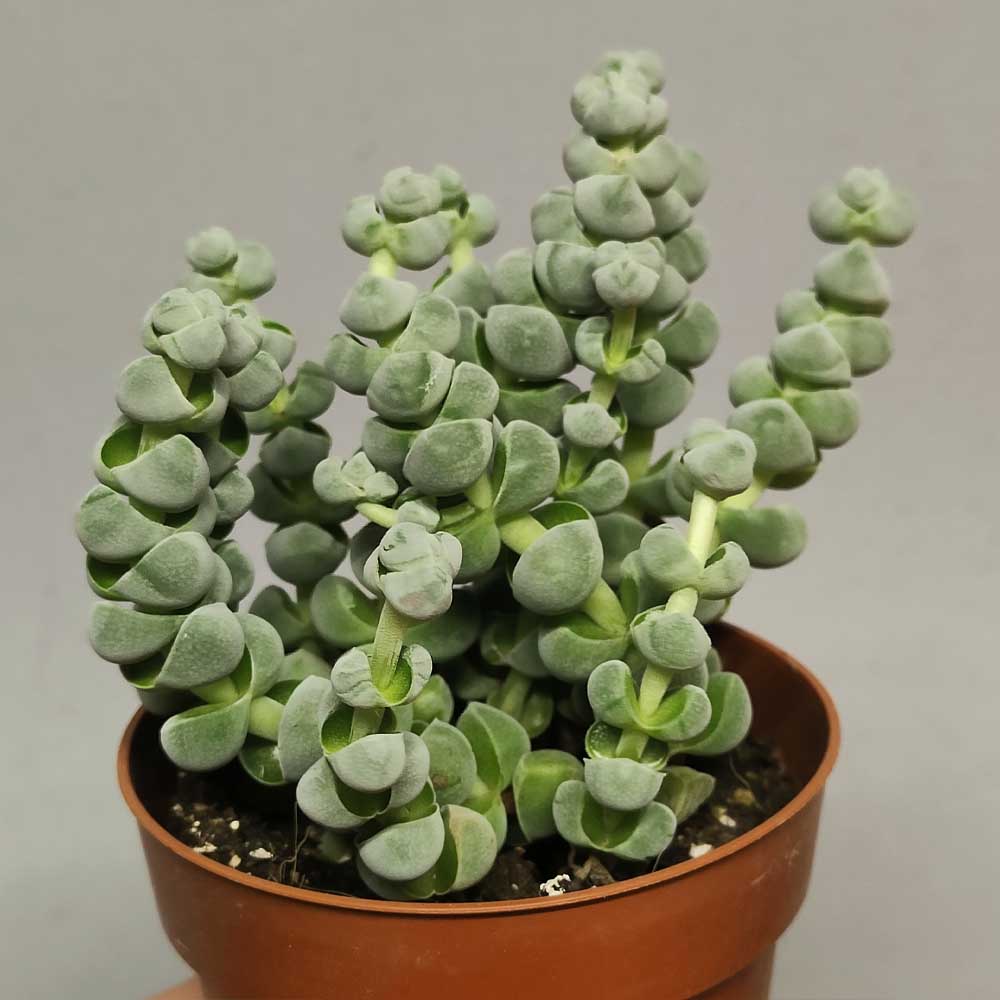 Crassula plegmatoides