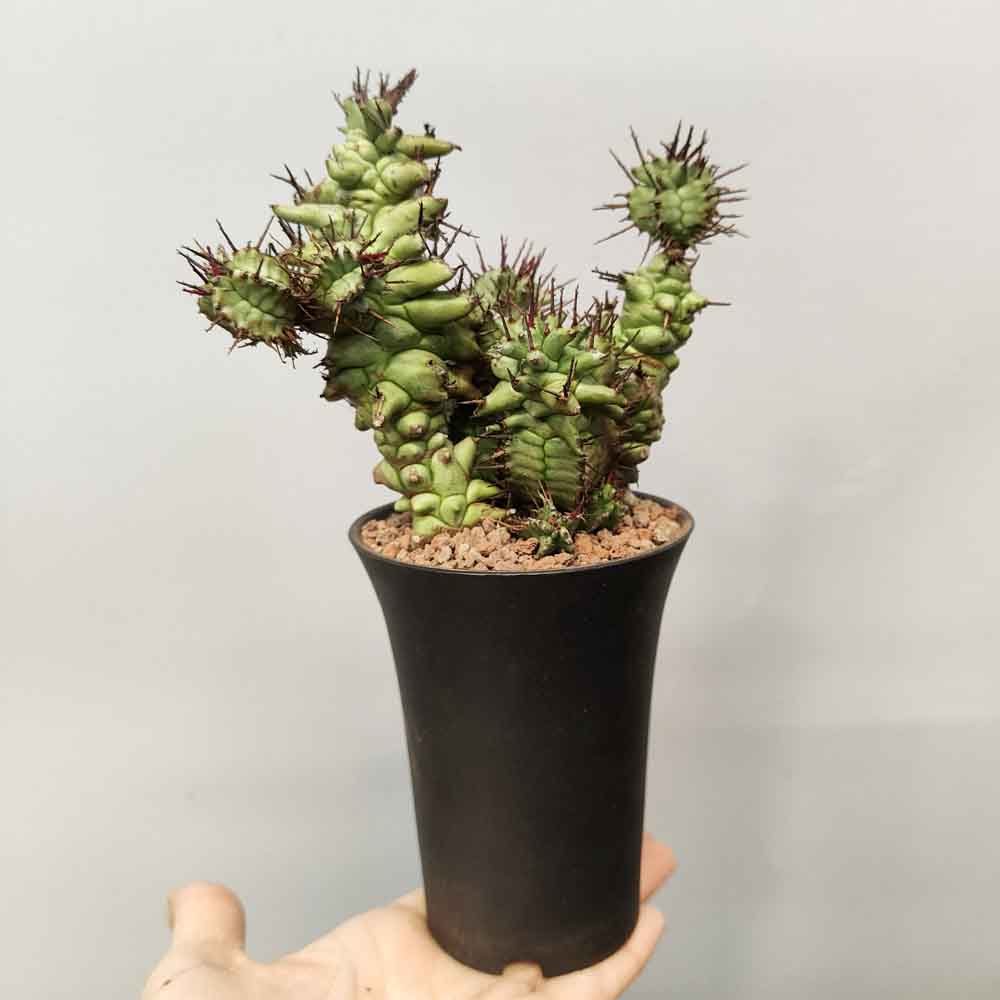 EUPHORBIA HORRIDA KIKKO nippo style