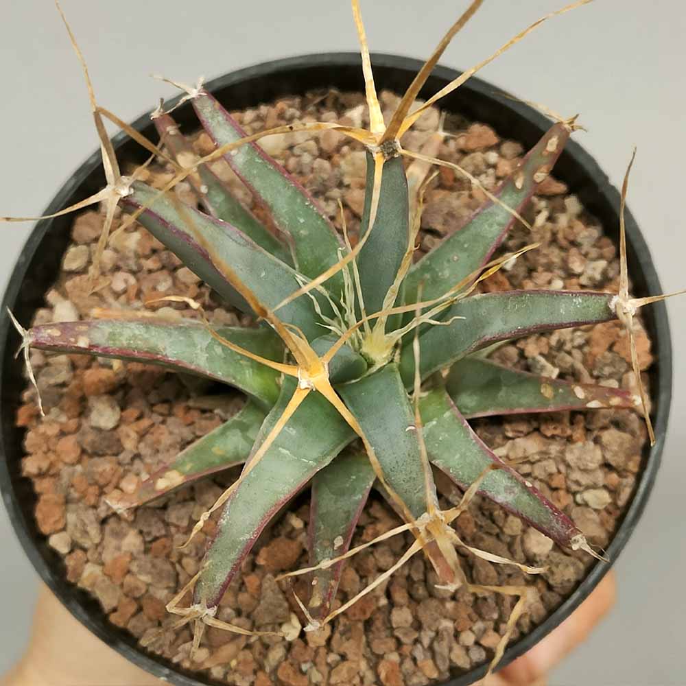 Leuchtenbergia principis cactus