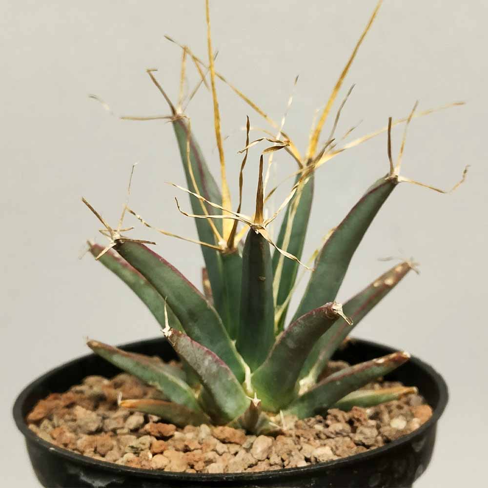 Leuchtenbergia principis