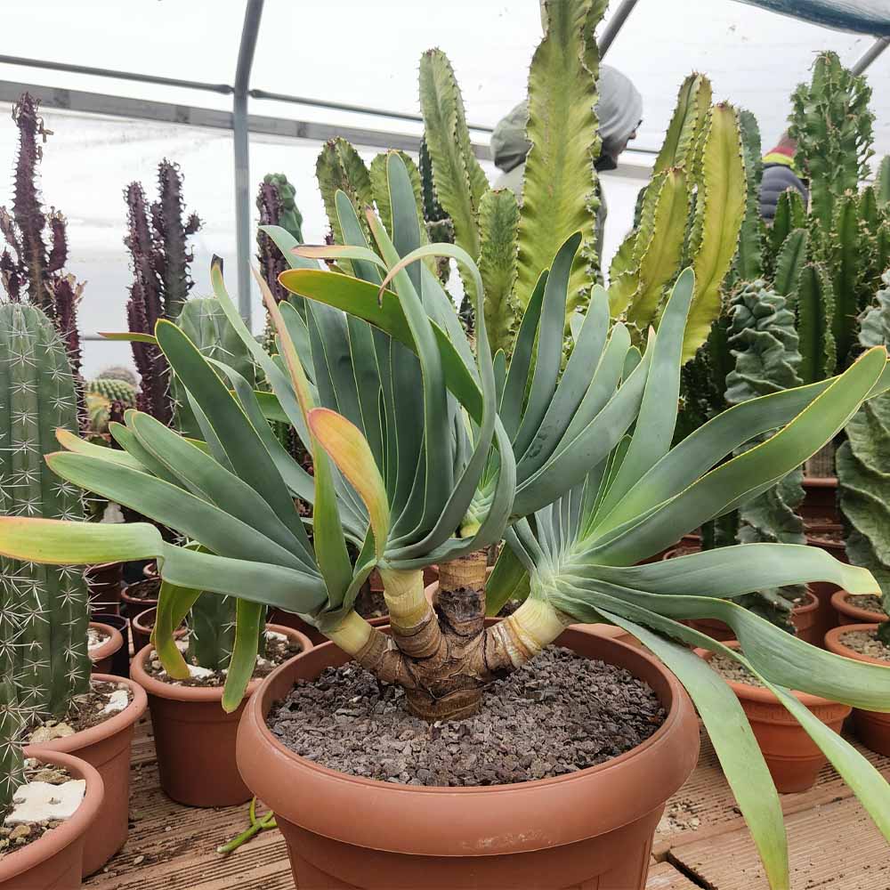 aloe plicatilis