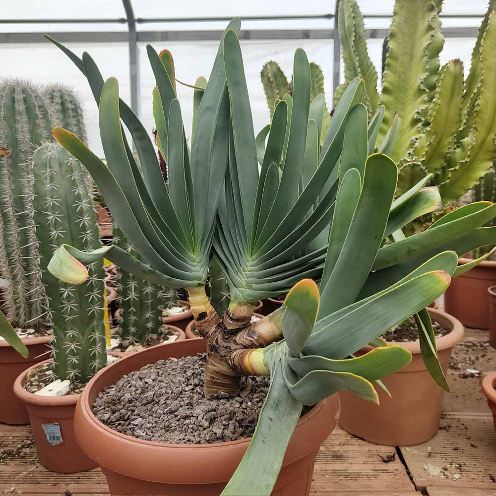 aloe plicatilis pianta