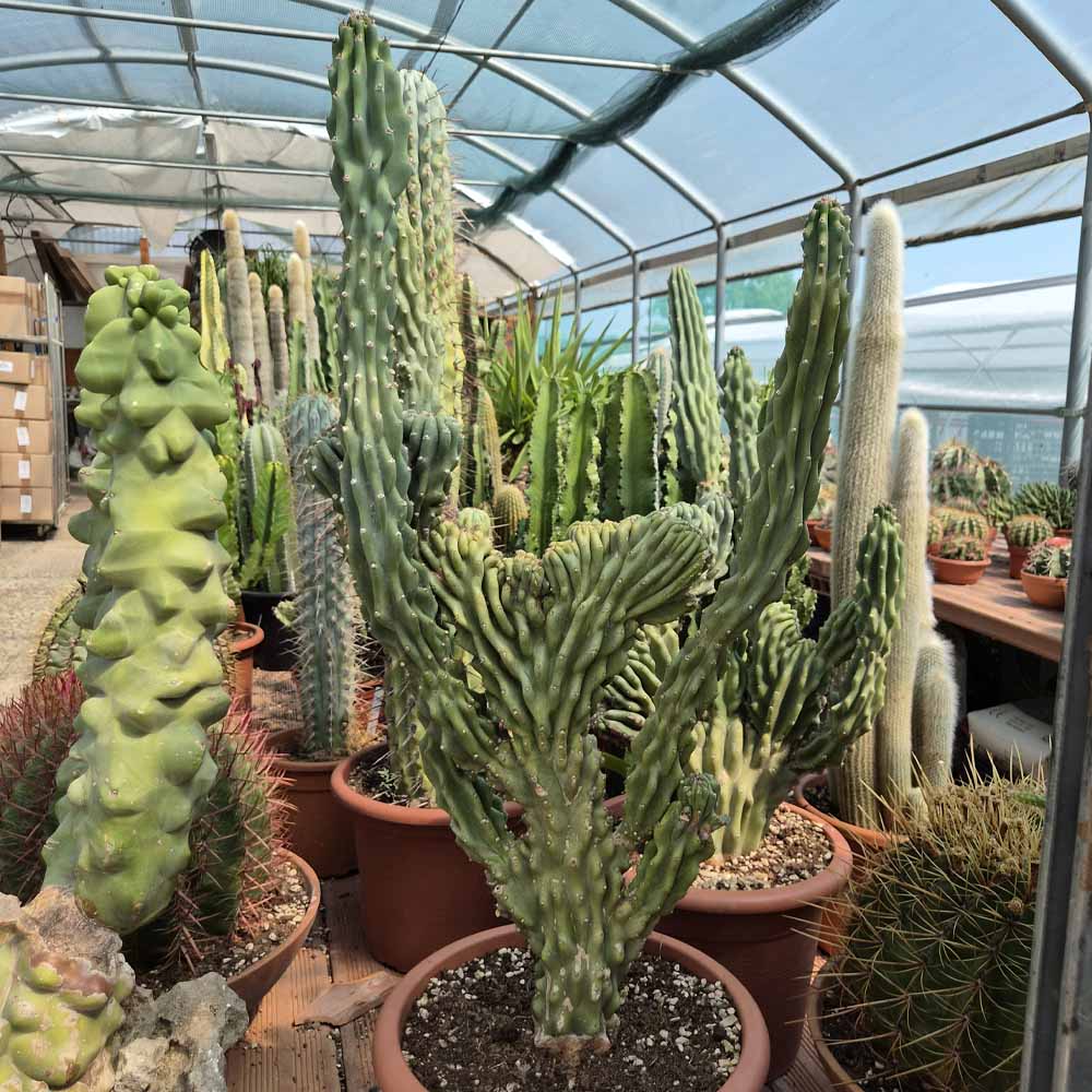 cereus jamacaru crestato