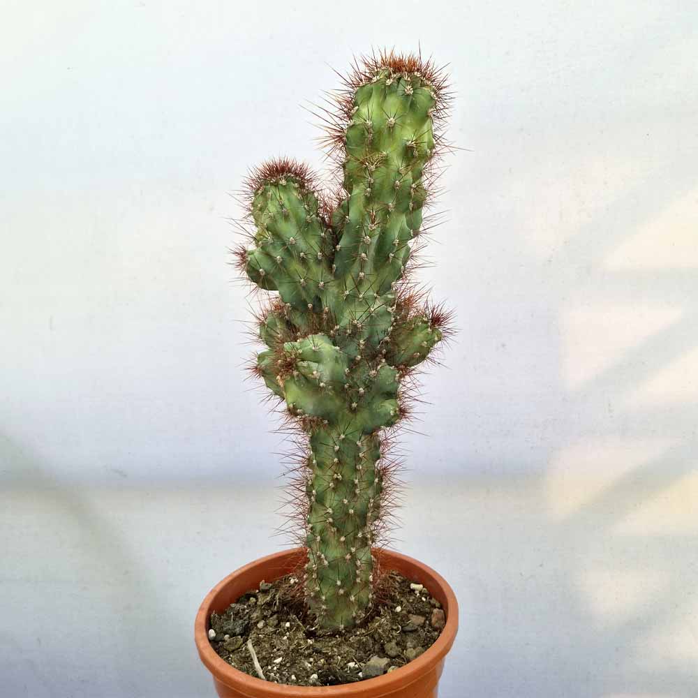 cereus jamacaru mostruoso cactus