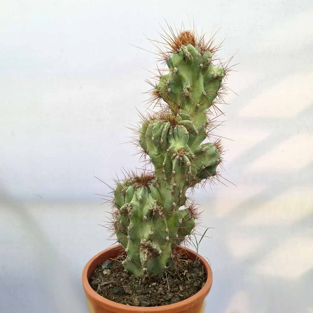 cereus jamacaru mostruoso cactus