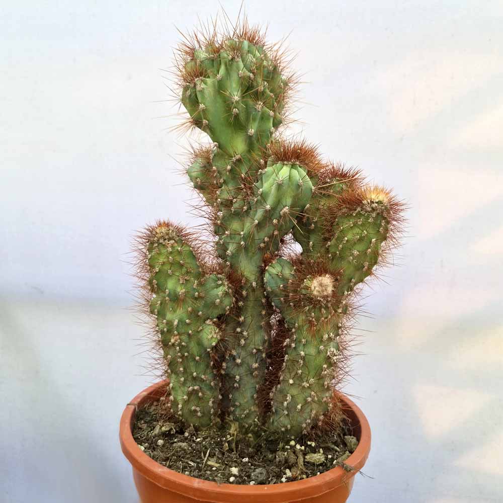 cereus jamacaru mostruoso cactus