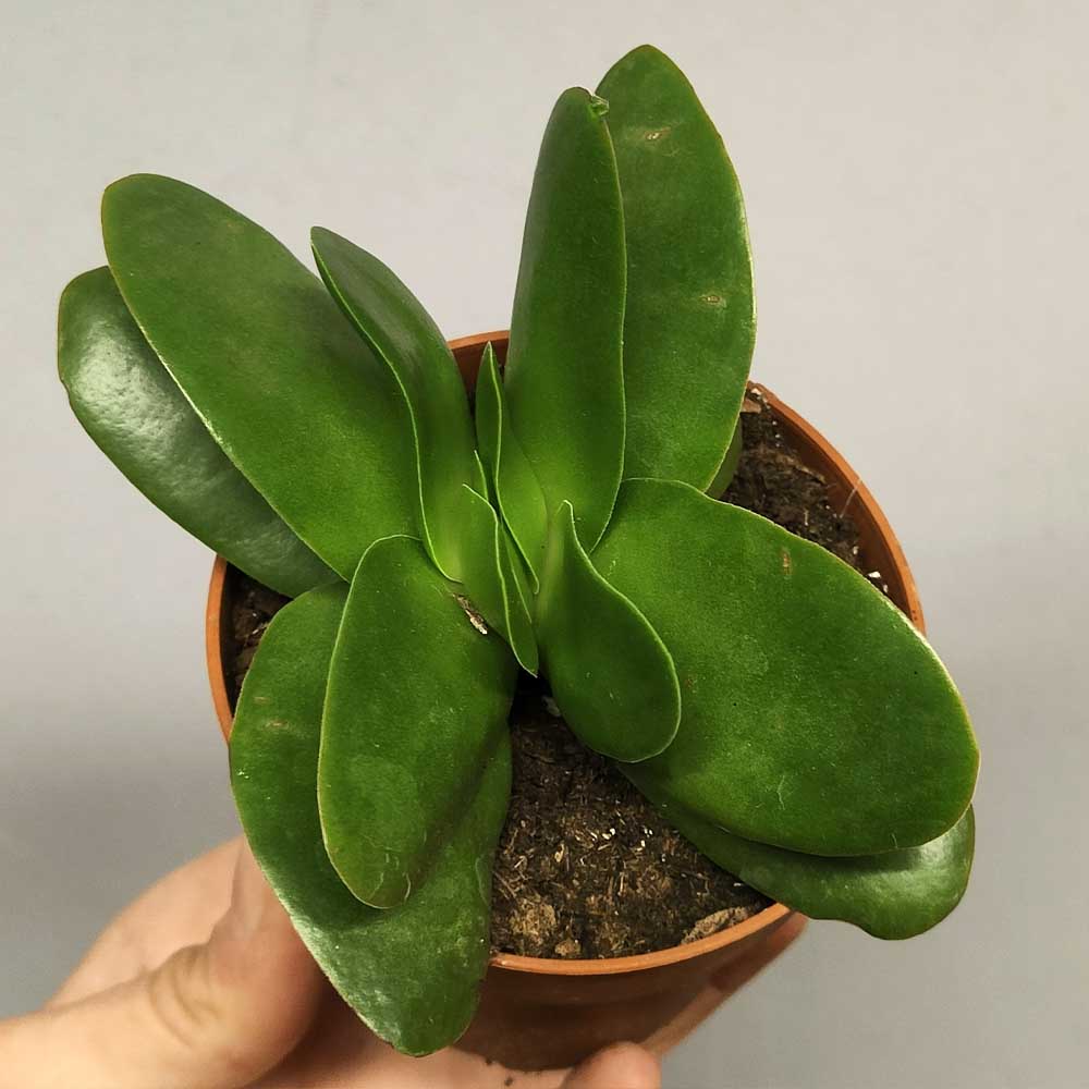 crassula borracha pianta