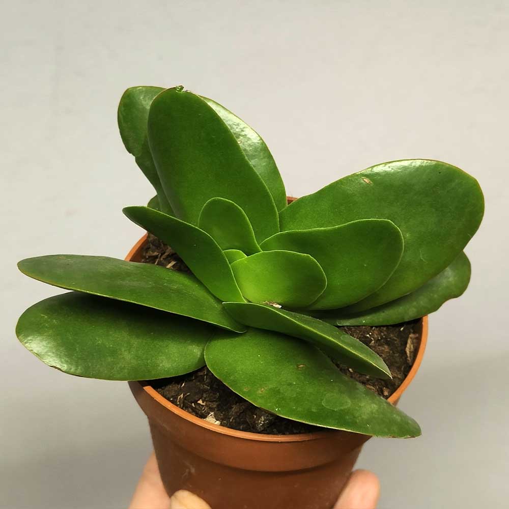 crassula borracha