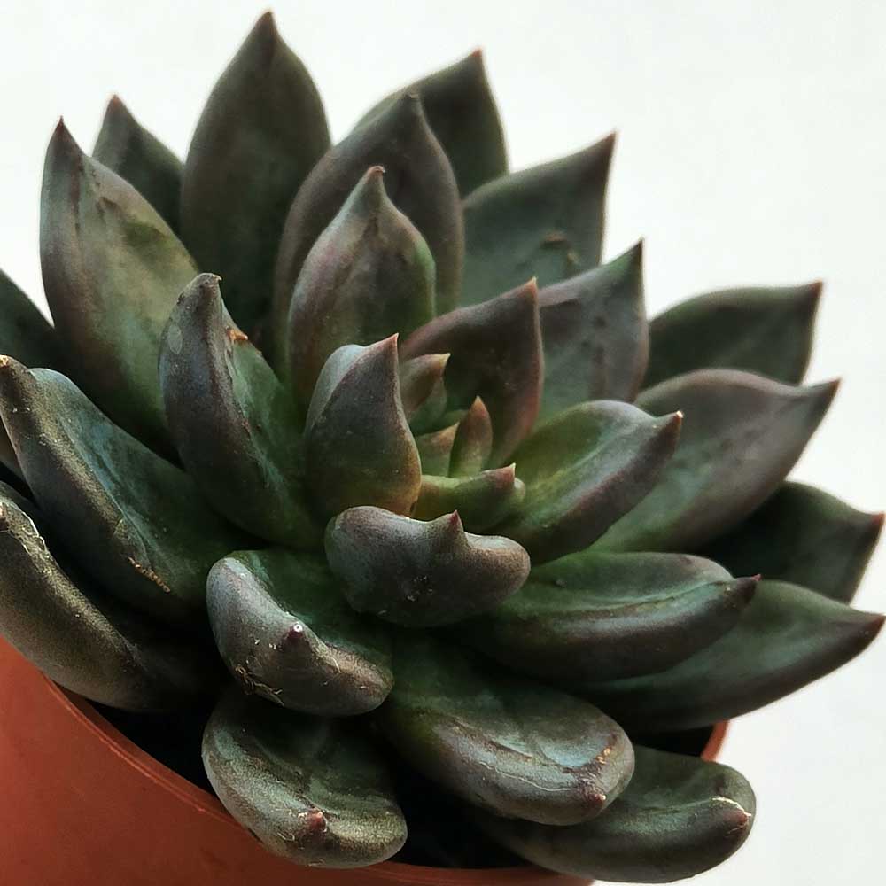 echeveria black prince pianta
