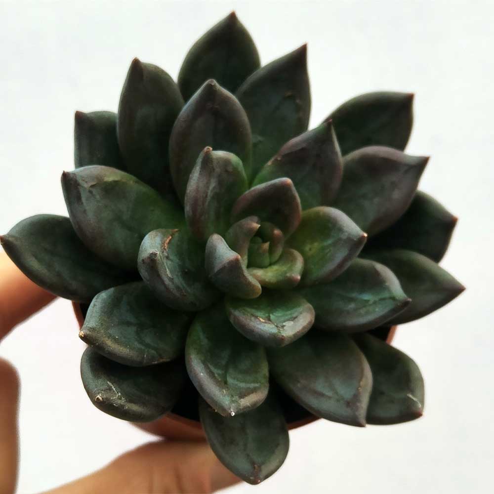 echeveria black prince