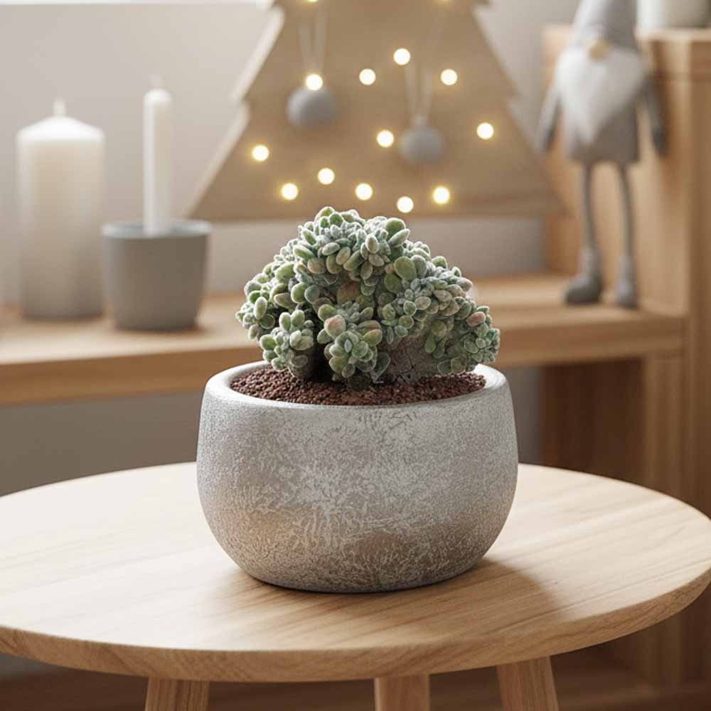 echeveria frosty crestata decor natale