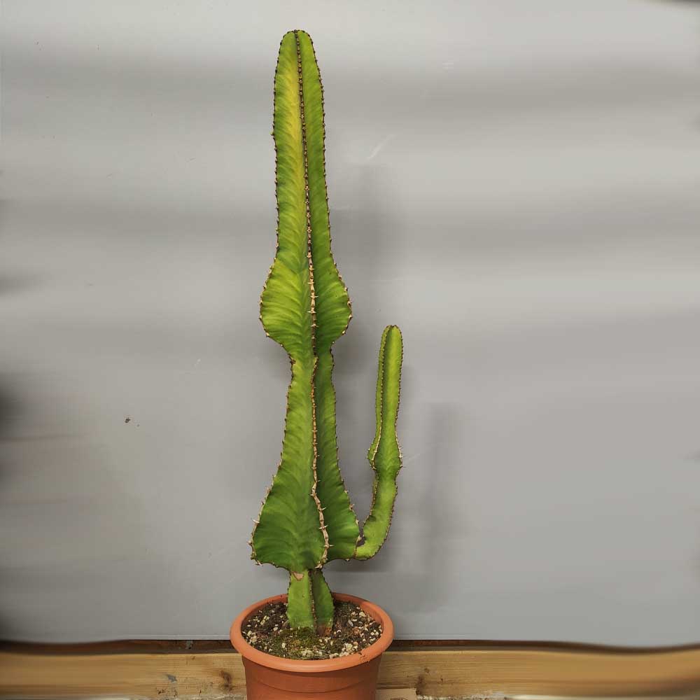 euphorbia grandicornis cactus