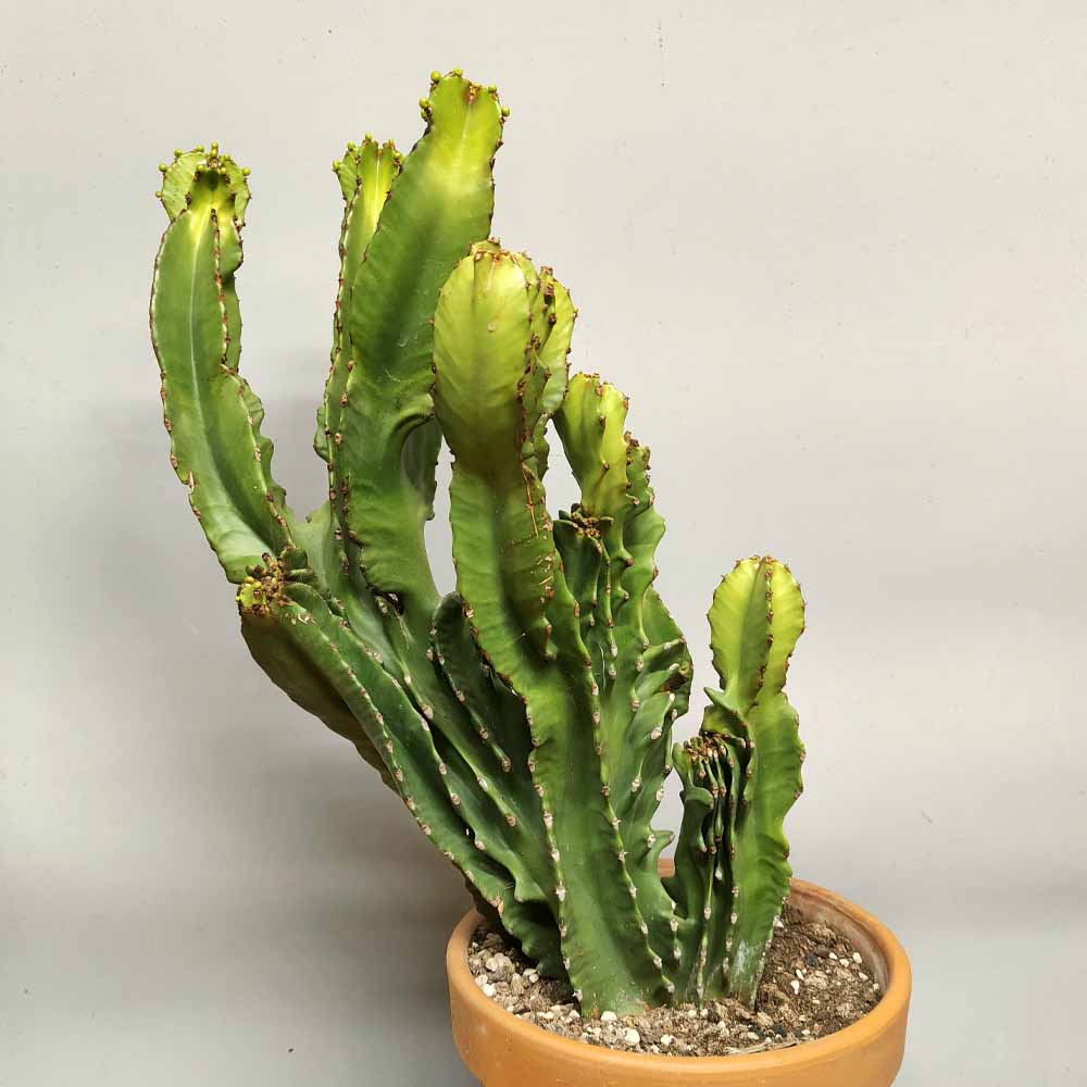 euphorbia ingens crestata cactus