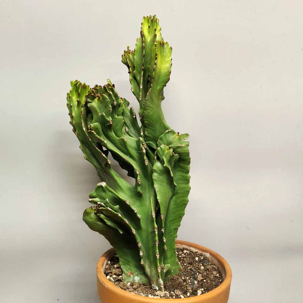 euphorbia ingens crestata cactus