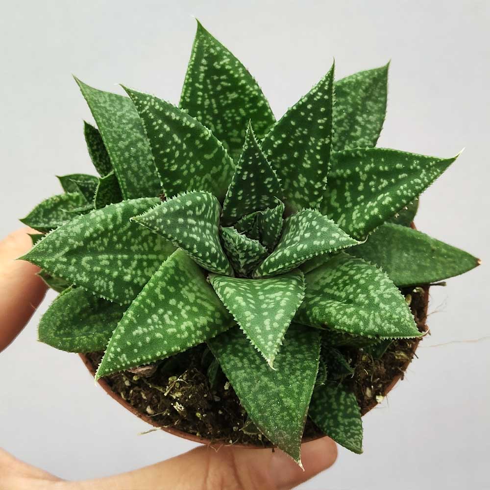 gasteraloe blue moon