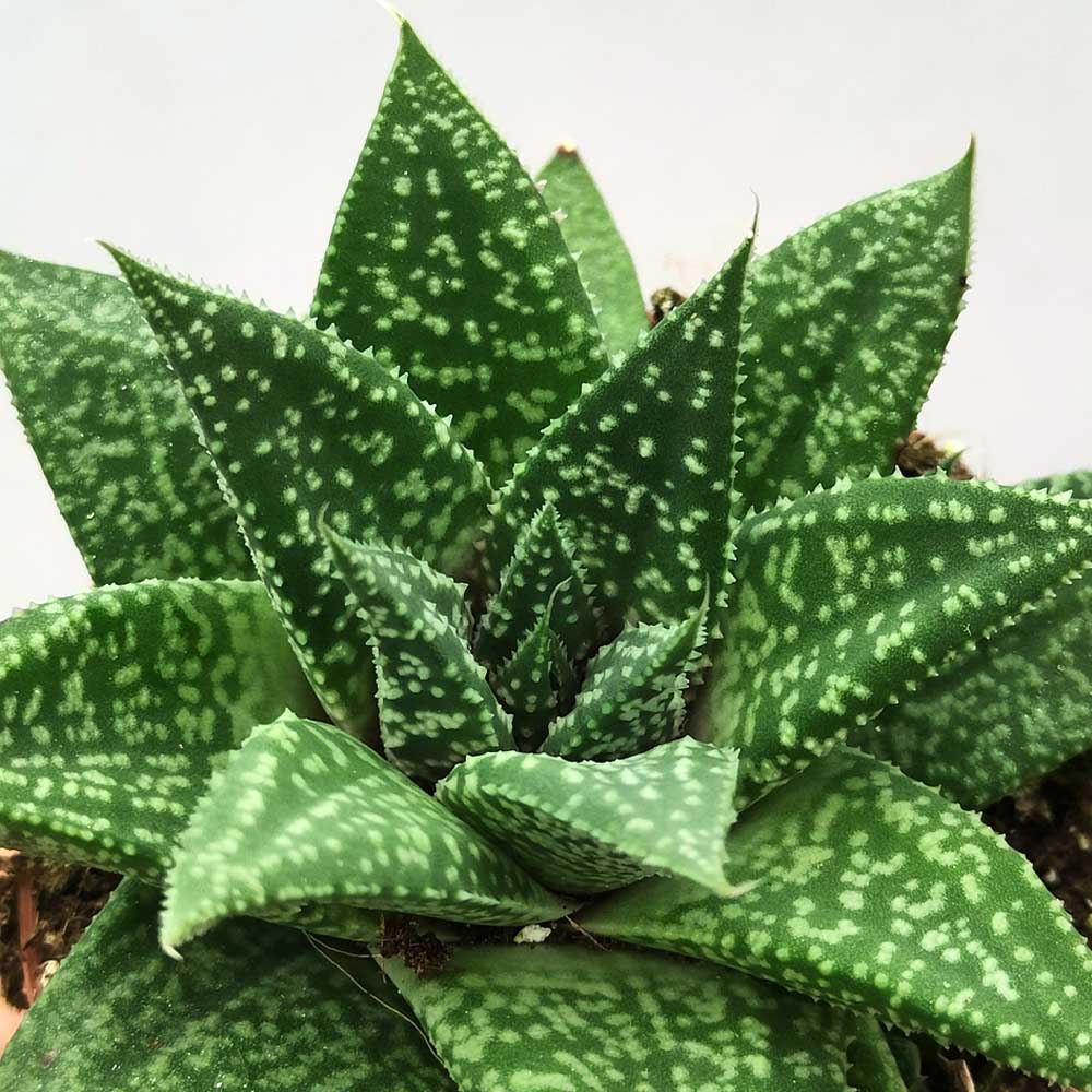 gasteria blue moon