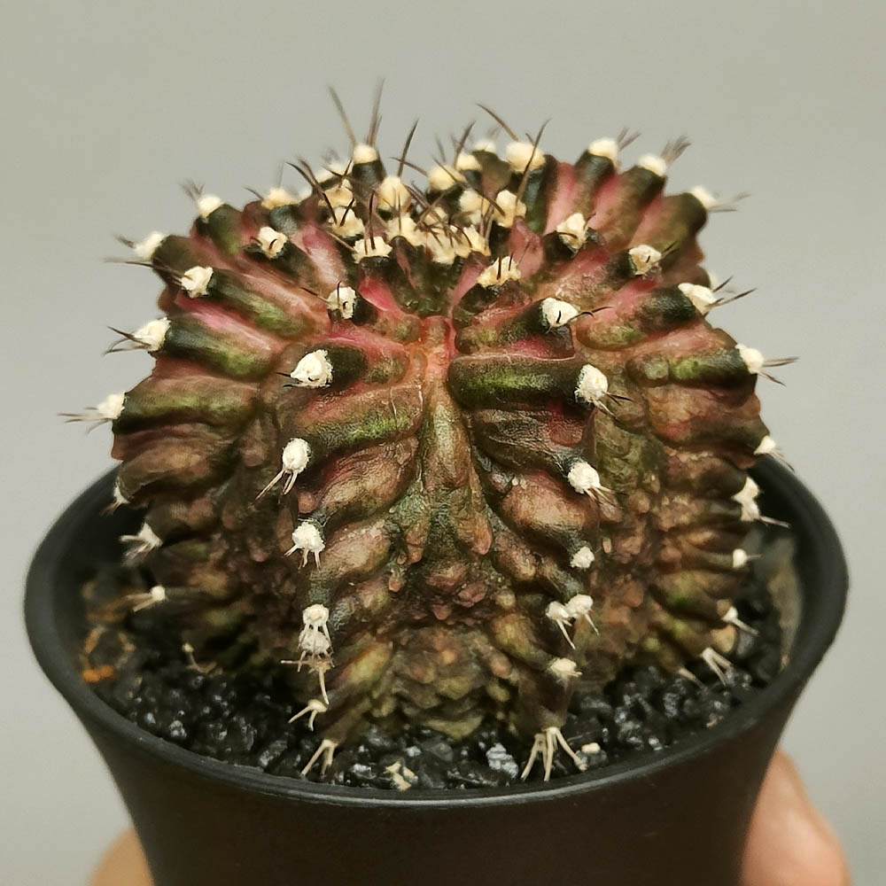 gymnocalycium t-rex