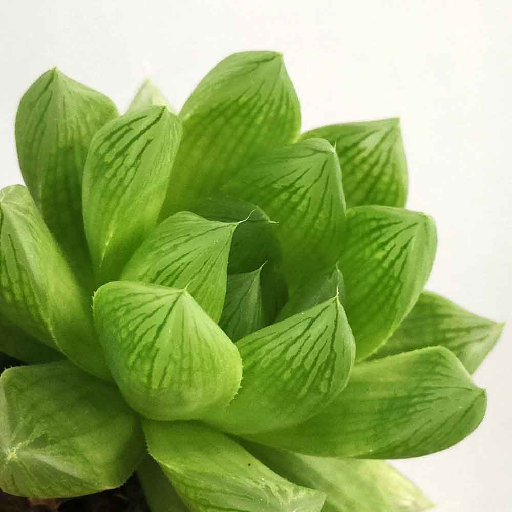 haworthia cymbiformis pianta grassa