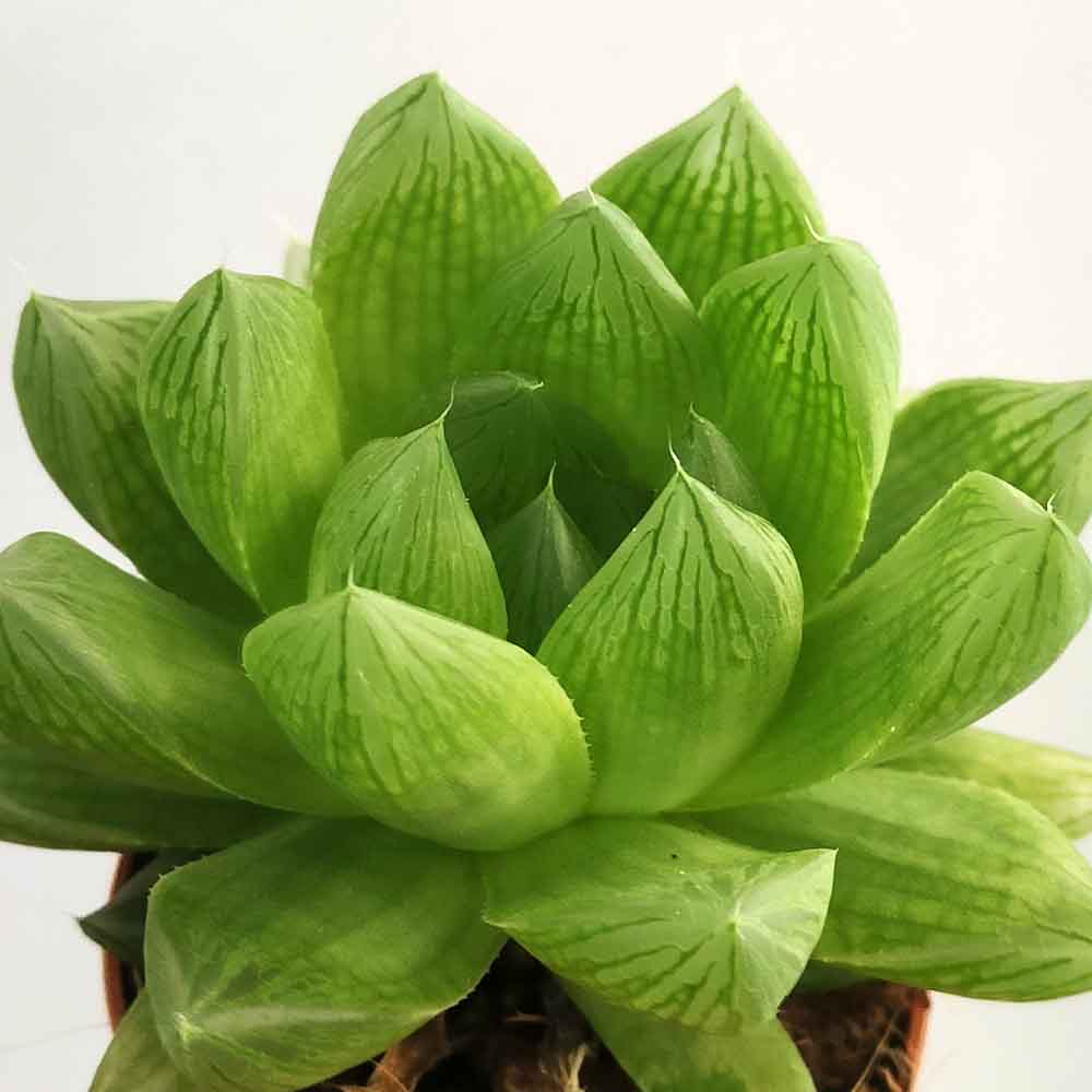haworthia cymbiformis pianta