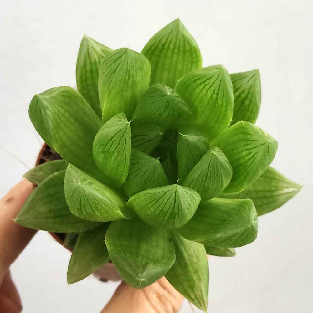 haworthia cymbiformis