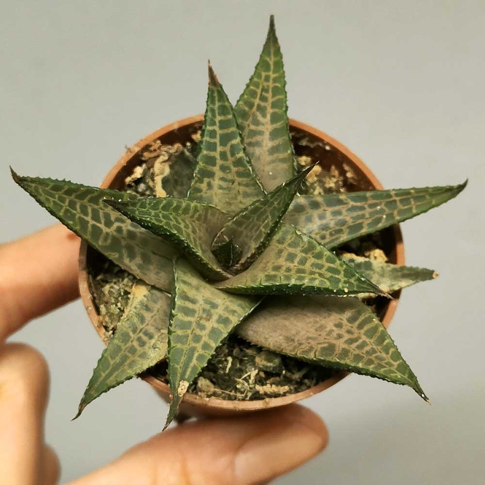 haworthia venosa pianta