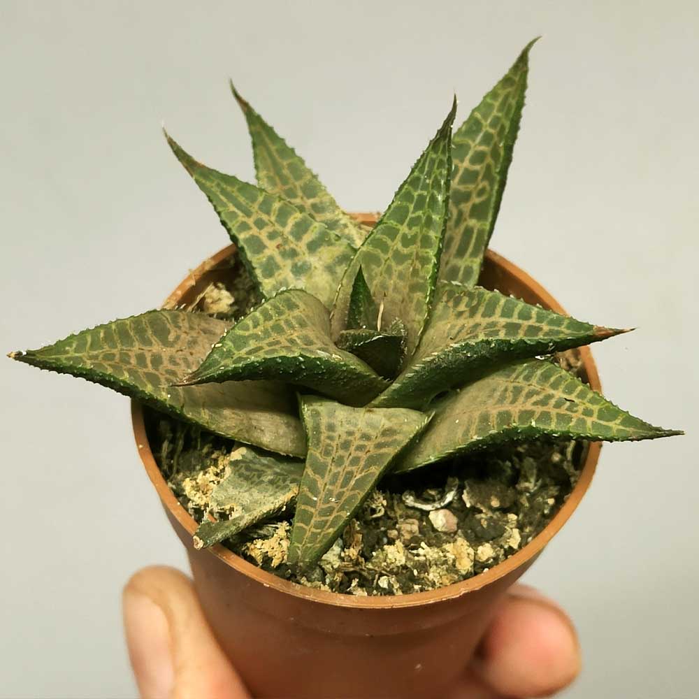 haworthia venosa