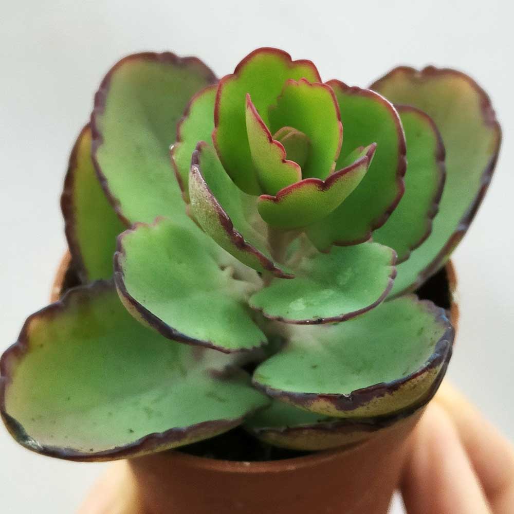 kalanchoe laxiflora pianta
