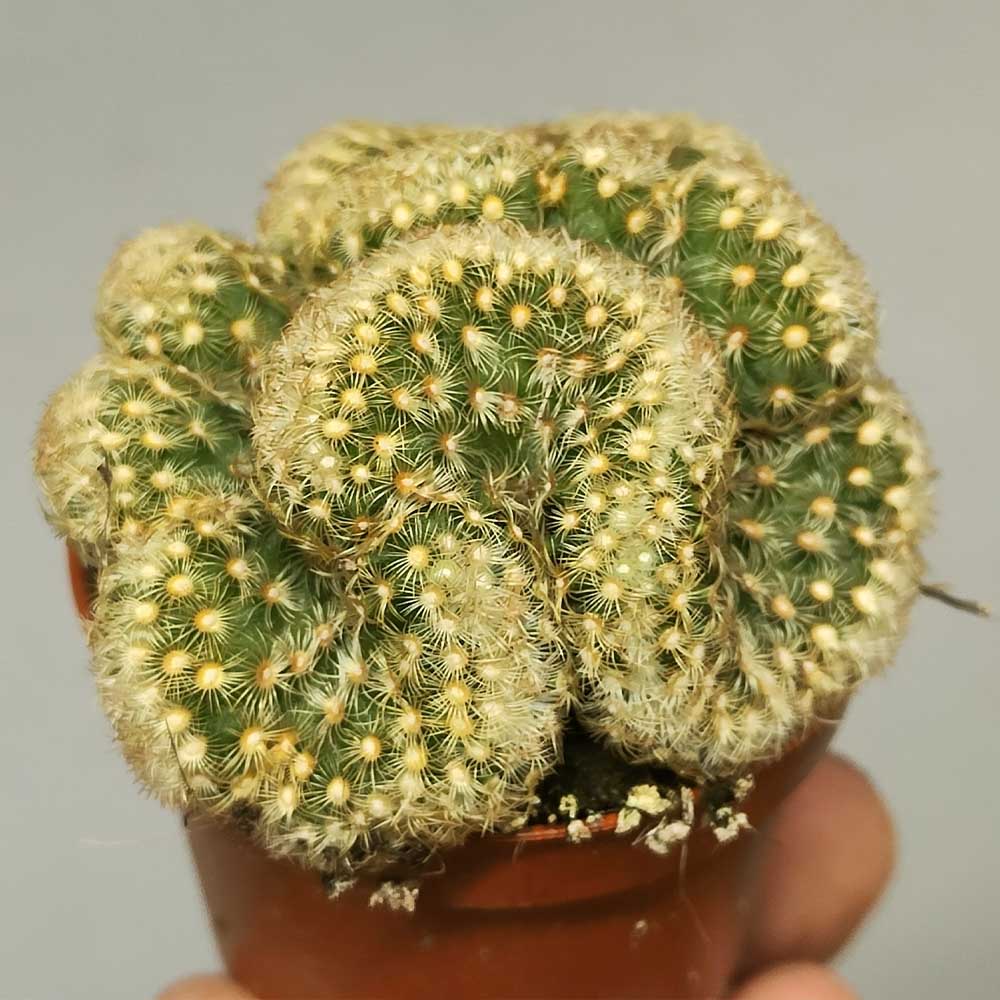 mammillaria elongata lemon crestata cactus