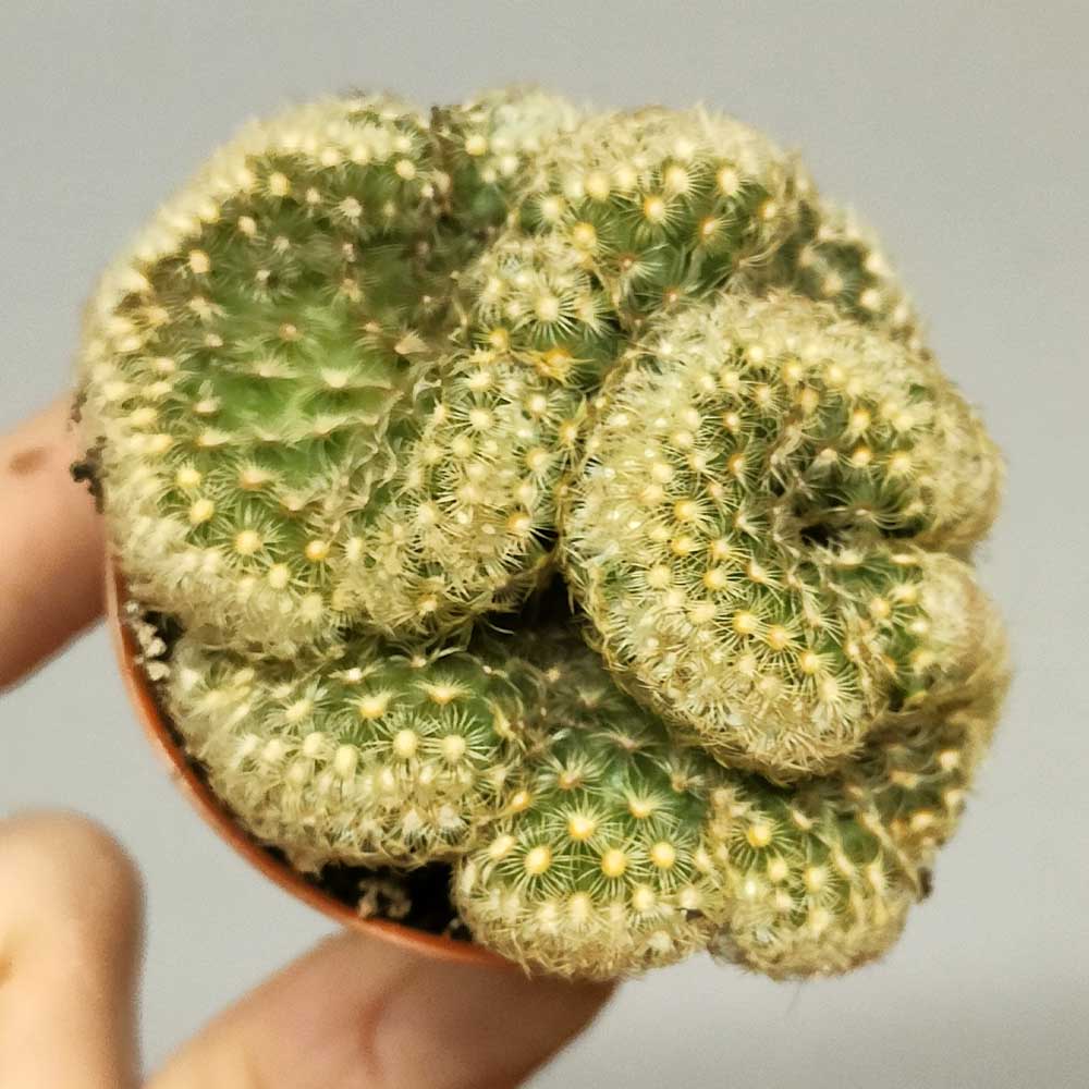 mammillaria elongata lemon crestata