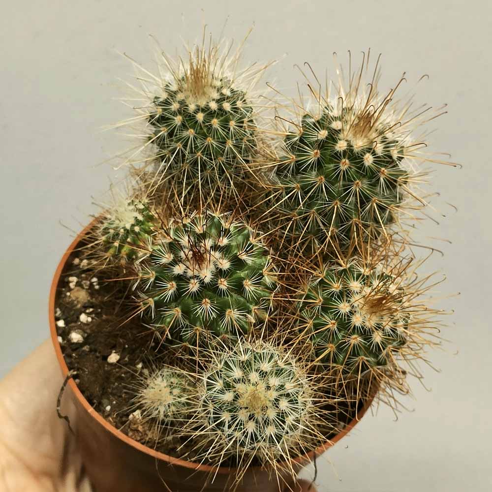 mammillaria magnifica cactus