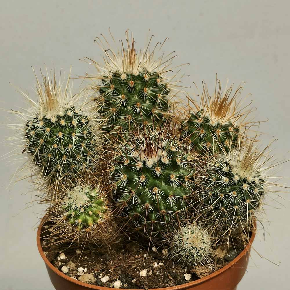 mammillaria magnifica