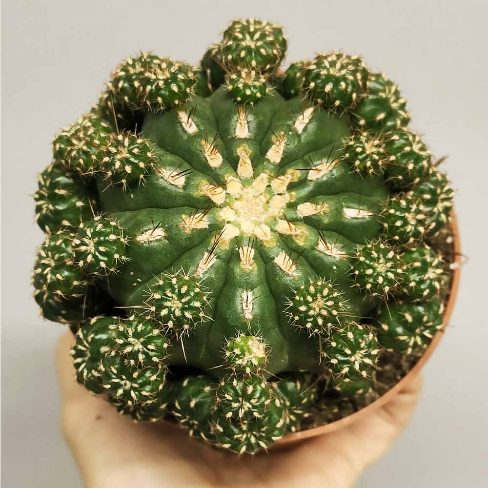 matucana polzii cactus
