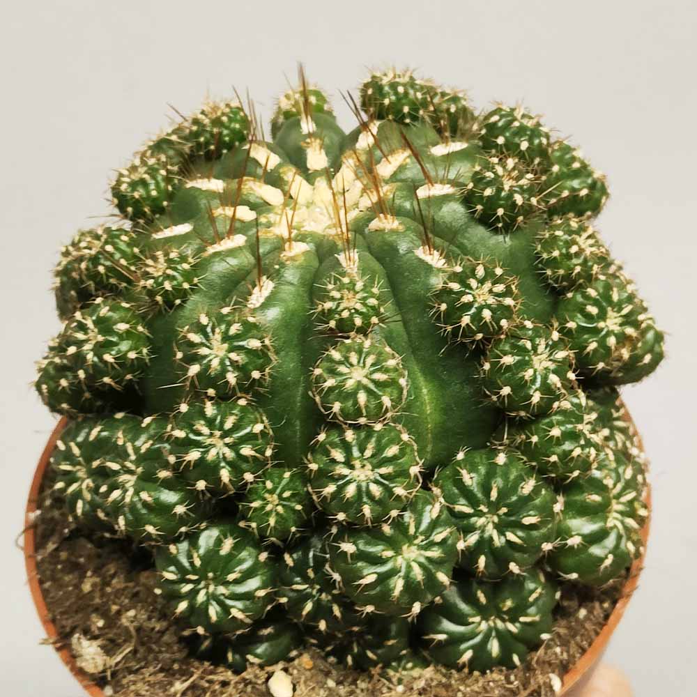 matucana polzii