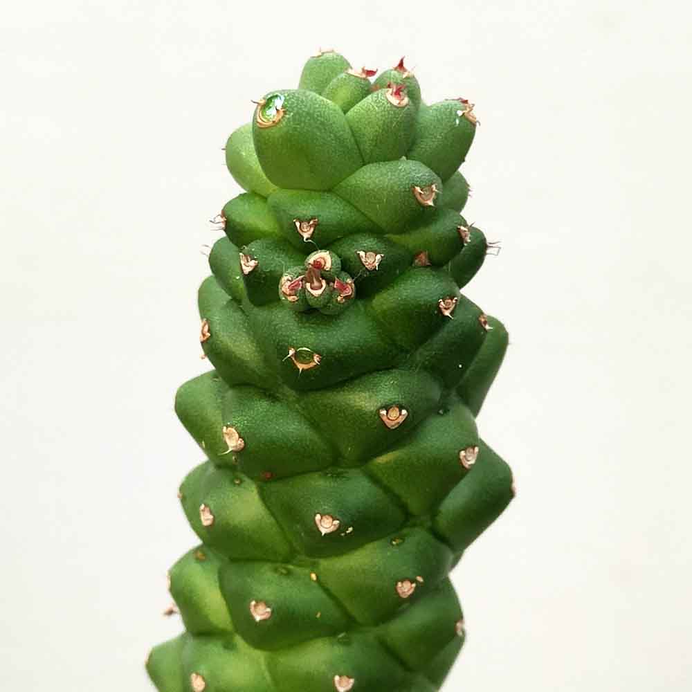 monadenium ritchiei CACTUS