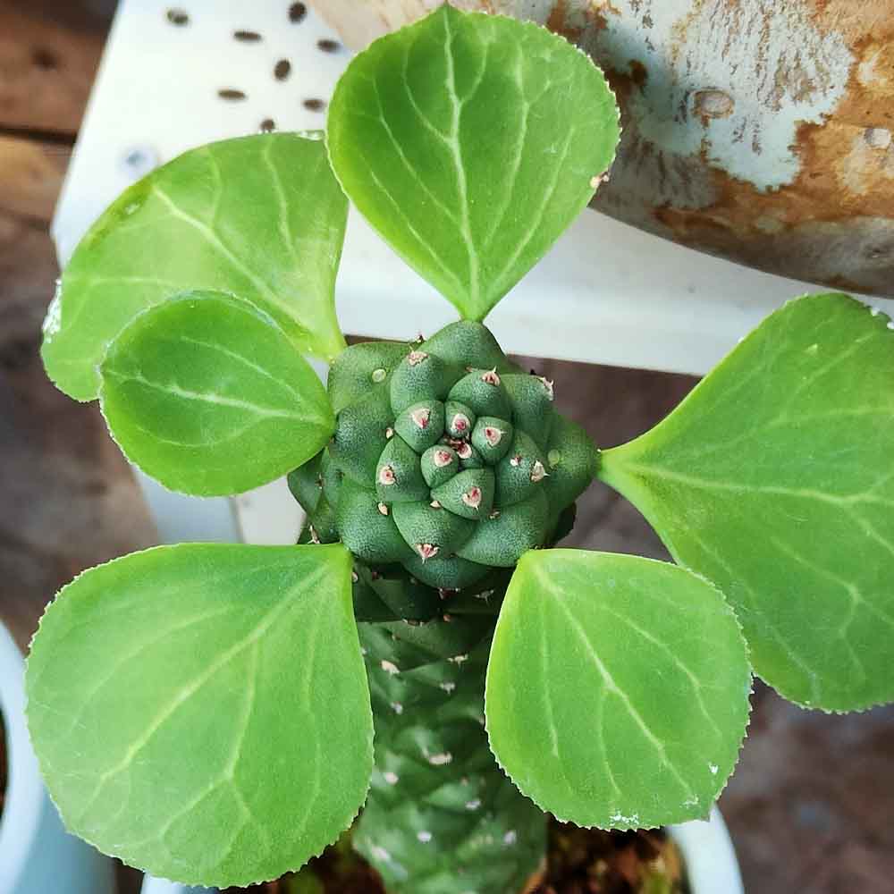 monadenium ritchiei PIANTA