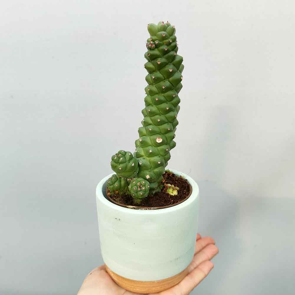 monadenium ritchiei