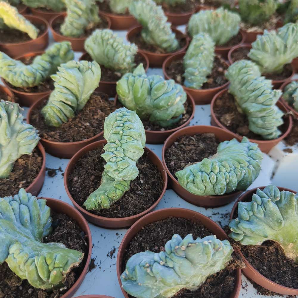myrtillocactus strictum baby cactus pianta