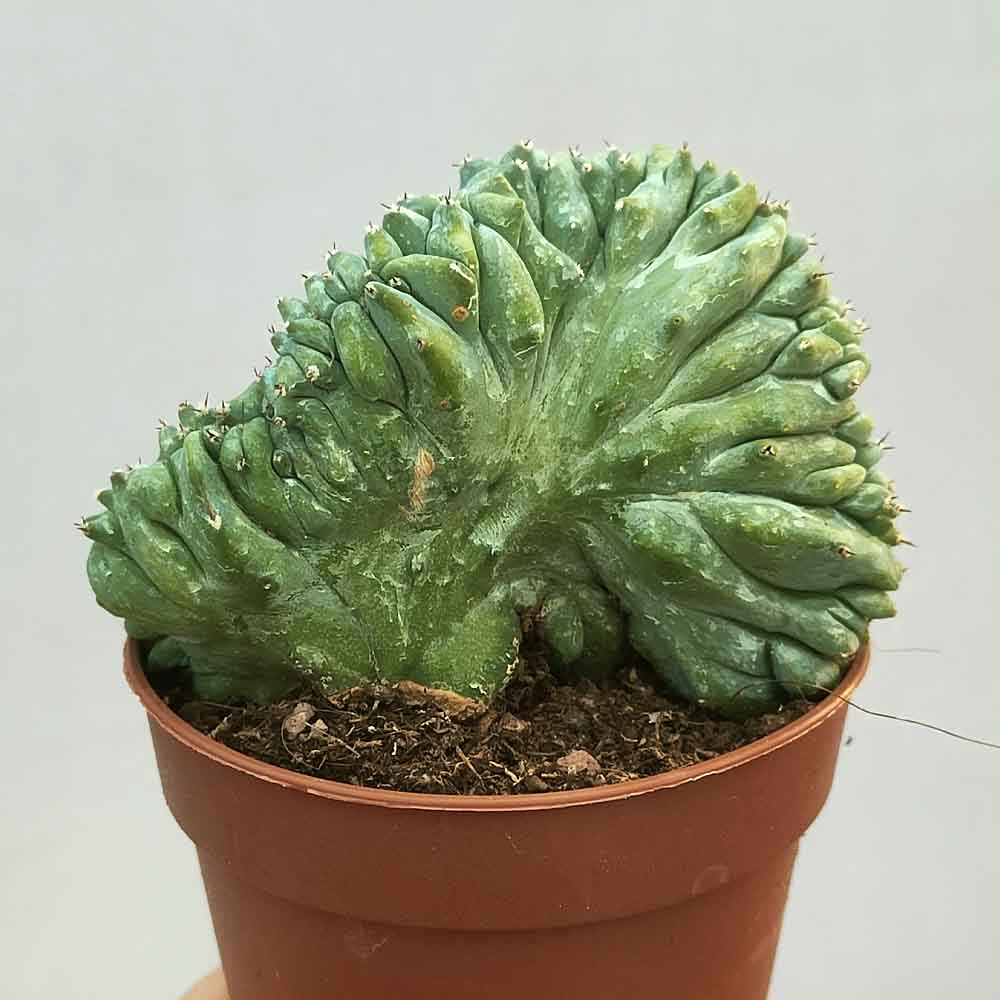 myrtillocactus strictum baby cactus