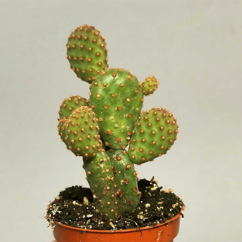 opuntia rufida minor cactus