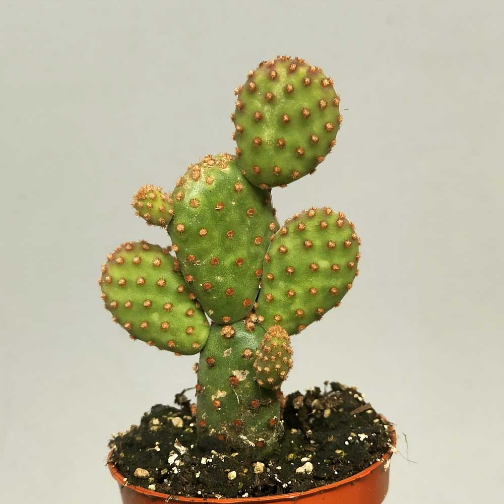 opuntia rufida minor