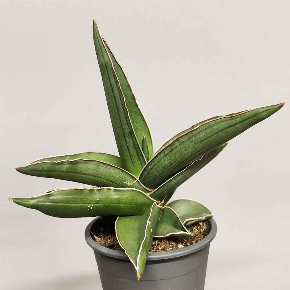 sansevieria samurai XL PIANTA