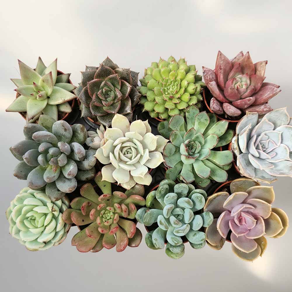set echeveria 12 pezzi
