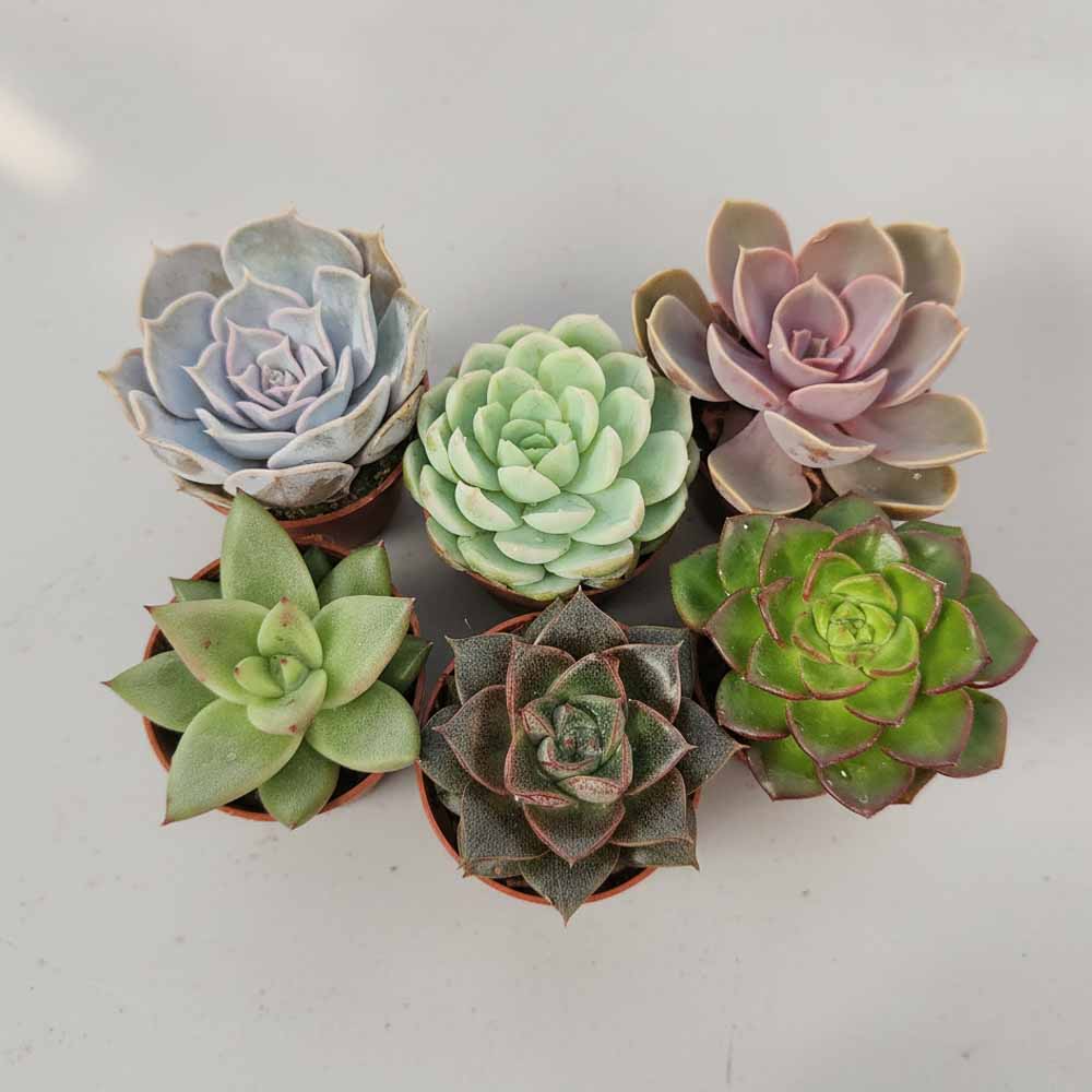 set echeveria 6 pezzi