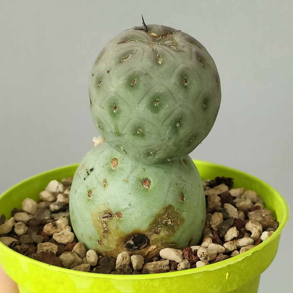 tephrocactus geometricus pianta grassa