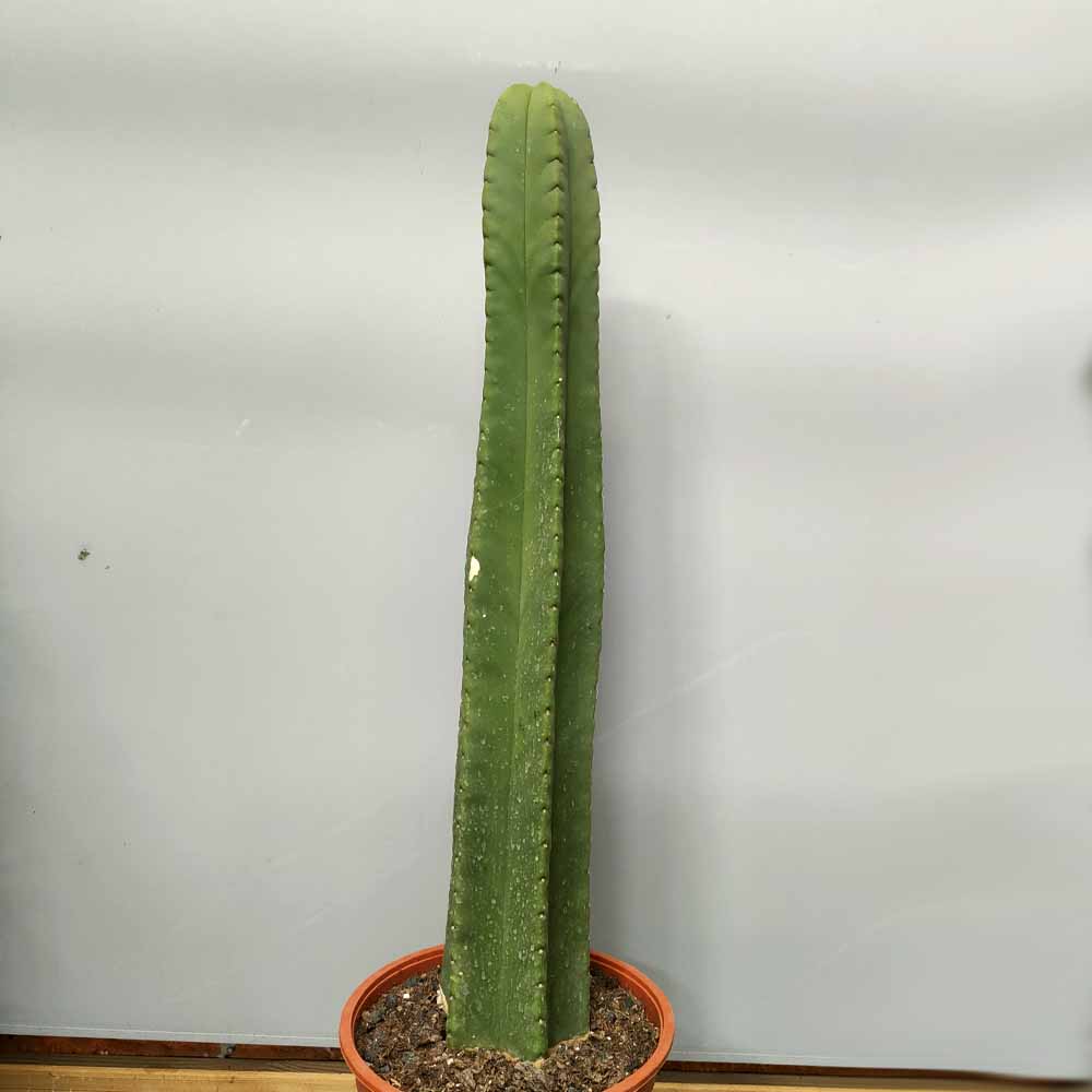 trichocereus bridgesii cactus