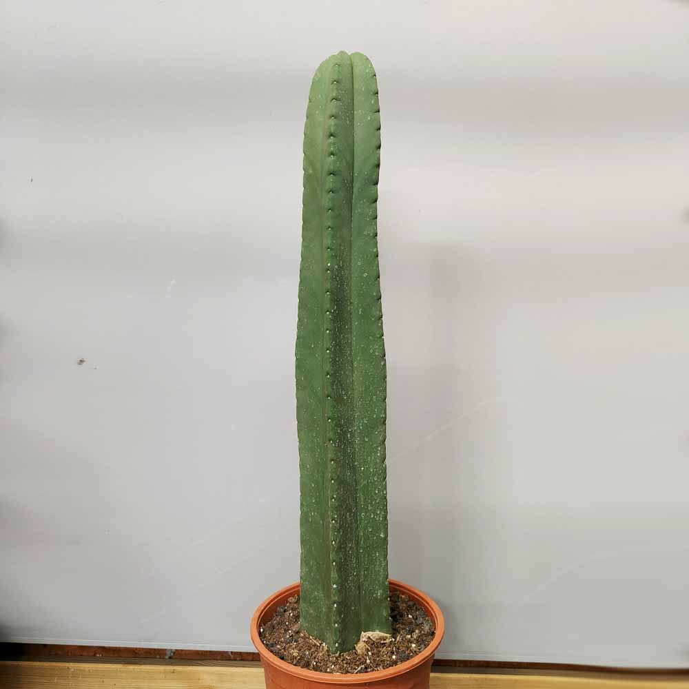 trichocereus bridgesii