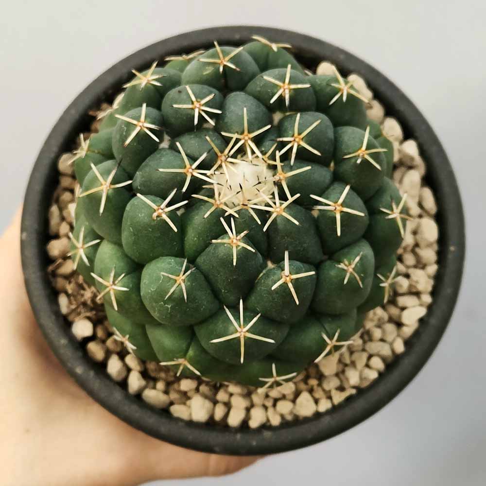 Coryphantha elephantidens CACTUS