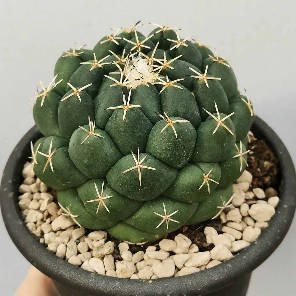 Coryphantha elephantidens