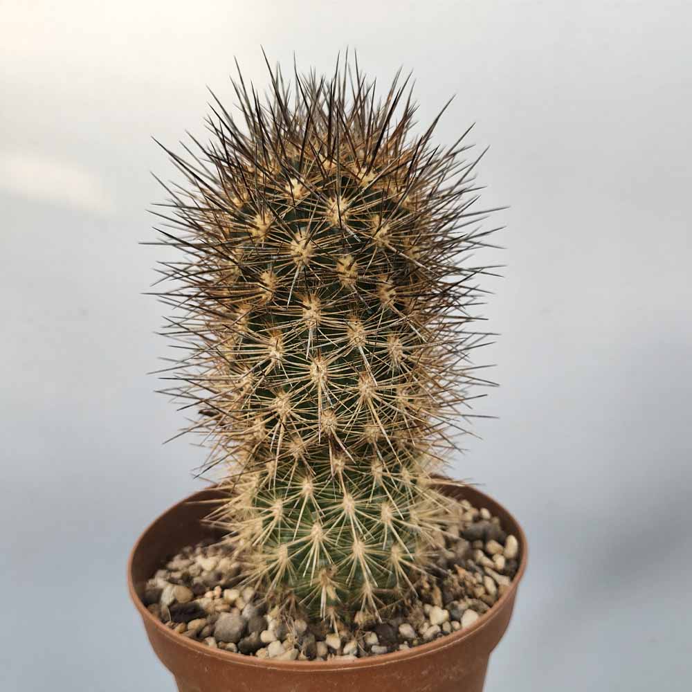 NEOPORTERIA VILLOSA cactus