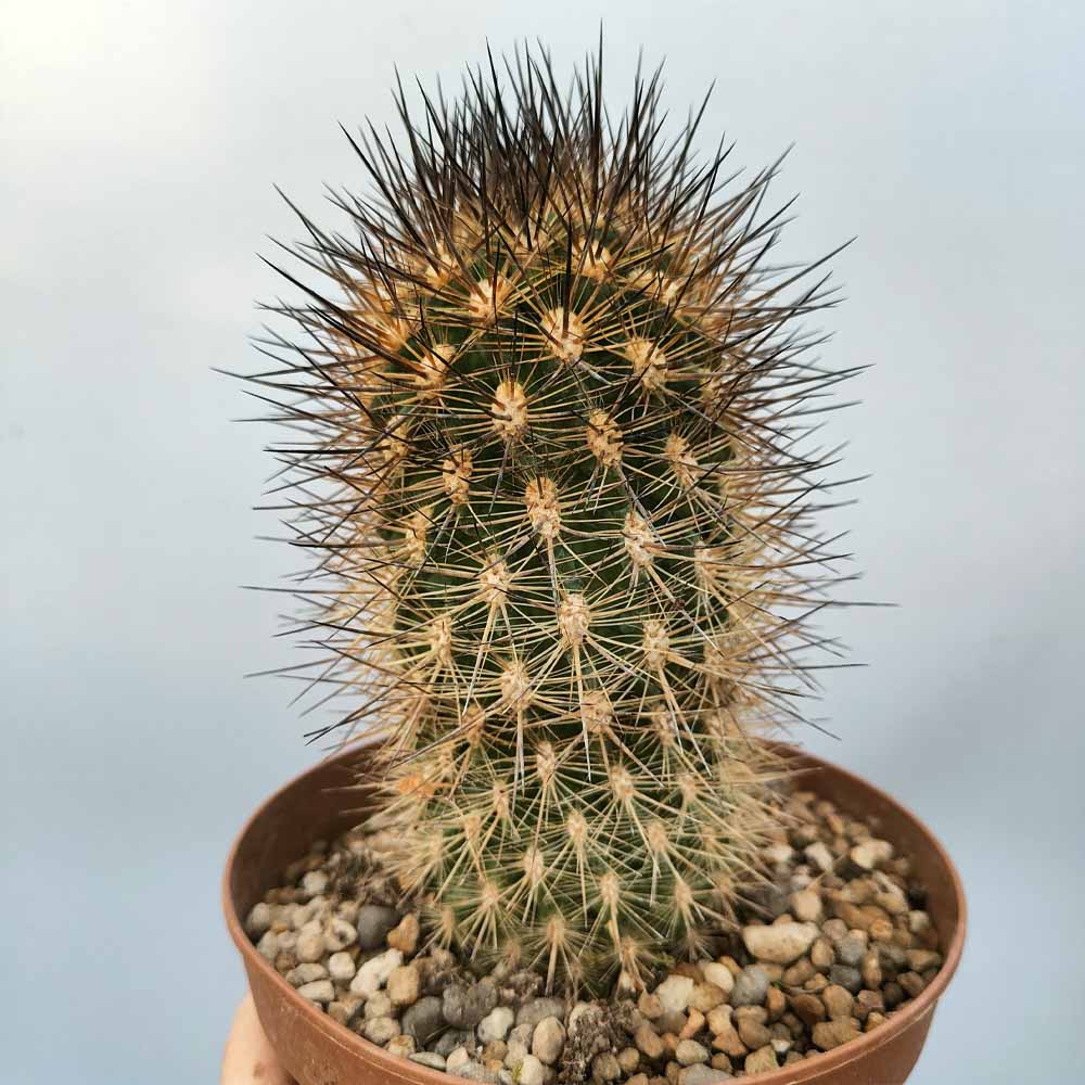 NEOPORTERIA VILLOSA cactus